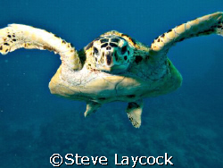 Hawksbill turtle follows the camera.  by Steve Laycock 